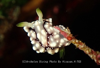 231104-hira-01kika.jpg