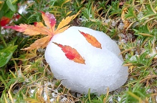 231115-yukimomiji.jpg