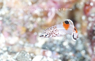 231125-ko-11kanmuri.jpg