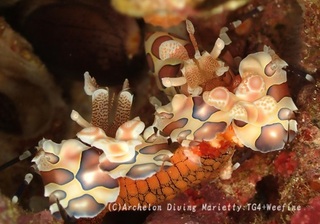 231209-mari-05hurisode.jpg