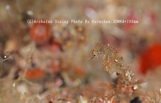 231215-har-05pig.jpg