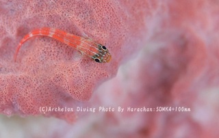 231215-har-07tatehebi.jpg