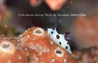 231215-har-08panda.jpg