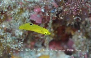 231216-har-07kogane.jpg