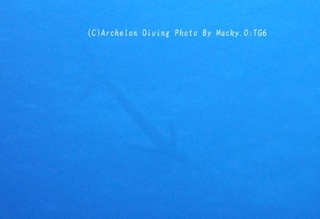 231229-on-07kajiki.jpg