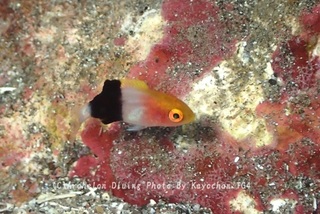 240104-kay-01kitune.jpg