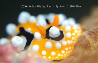 240105-nori04kiibo.jpg