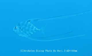 240106-nori-04itohikiaji.jpg