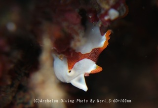 240106-nori-07kuma.jpg