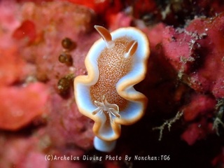 240112-non-01kyara.jpg