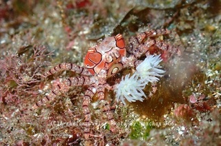 240114-non-02kinchak.jpg