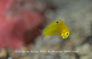 240119-har-04kogane.jpg