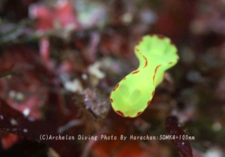 240120-har-01yamabuki.jpg