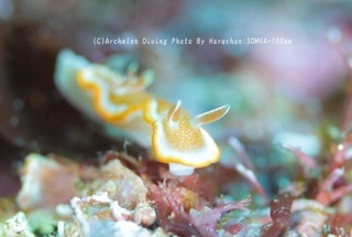 240120-har-03kyara.jpg