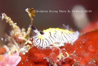 240210-yuk-02elegans.jpg