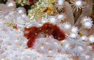 240223-sat-01utan.jpg