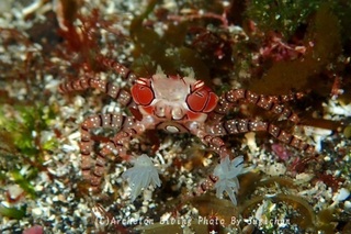 240223-sugi-03kincha.jpg