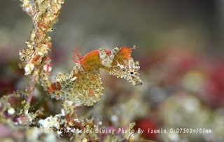 240310-izm-02pig.jpg