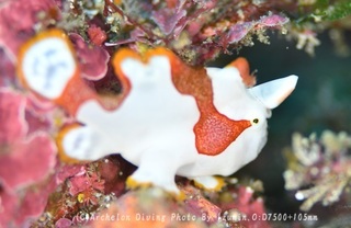 240310-izm-03kuma.jpg