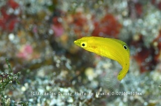240310-izm-04kogane.jpg