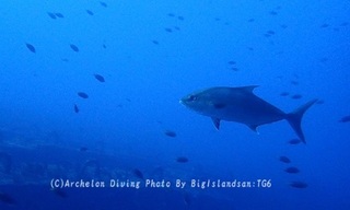 240311-oshim-08kanpa.jpg