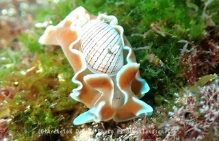 240311-oshim-09misugai.jpg
