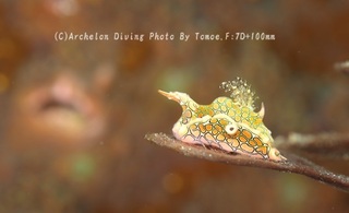 240316-ino-06toumon.jpg