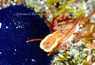 240320-norin-06kyara.jpg