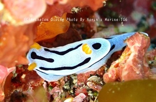 240320-norin-08chromo.jpg