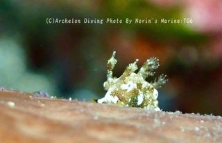 240323-norin-04aomon.jpg