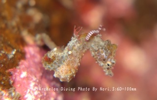 240324-nori-07pig.jpg
