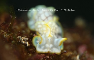 240325-nori-01chashi.jpg