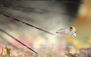 240325-nori-02kanmuri.jpg