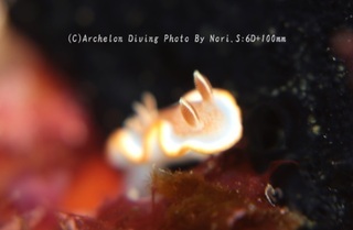 240325-nori-04kyara.jpg