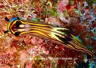240403-norin-01ishigaki.jpg