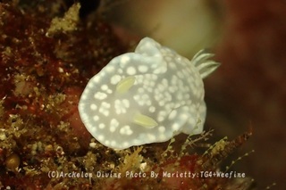 240423-mari-07nashiji.jpg