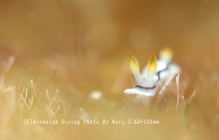 240426-nori-09kika.jpg