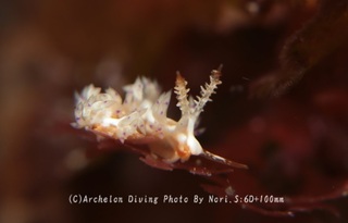 240427-nori-02mino.jpg