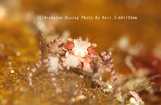240427-nori-05kincha.jpg