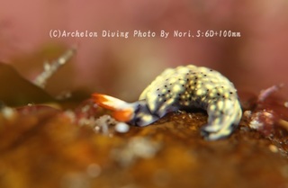 240427-nori-09yozora.jpg