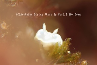 240427-nori-11shiro.jpg