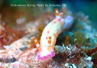 240428-miho-02senten.jpg