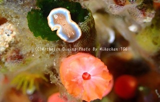 240428-miho-05kyara.jpg