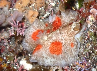 240428-miho-07yuzen.jpg