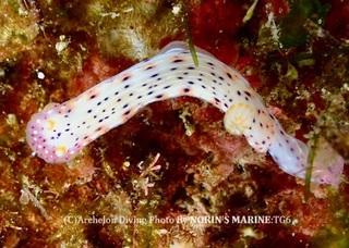 240429-norin-02ajisai.jpg