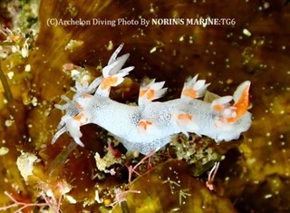 240429-norin-03homura.jpg