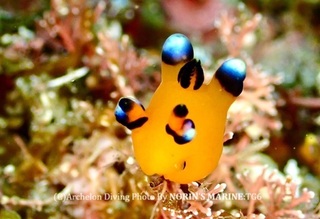 240429-norin-09pika.jpg