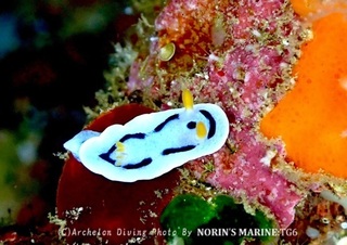 240430-norin-01daiana.jpg