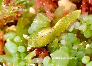240430-norin-06nagisa.jpg