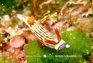 240430-norin-07kuchinashi.jpg
